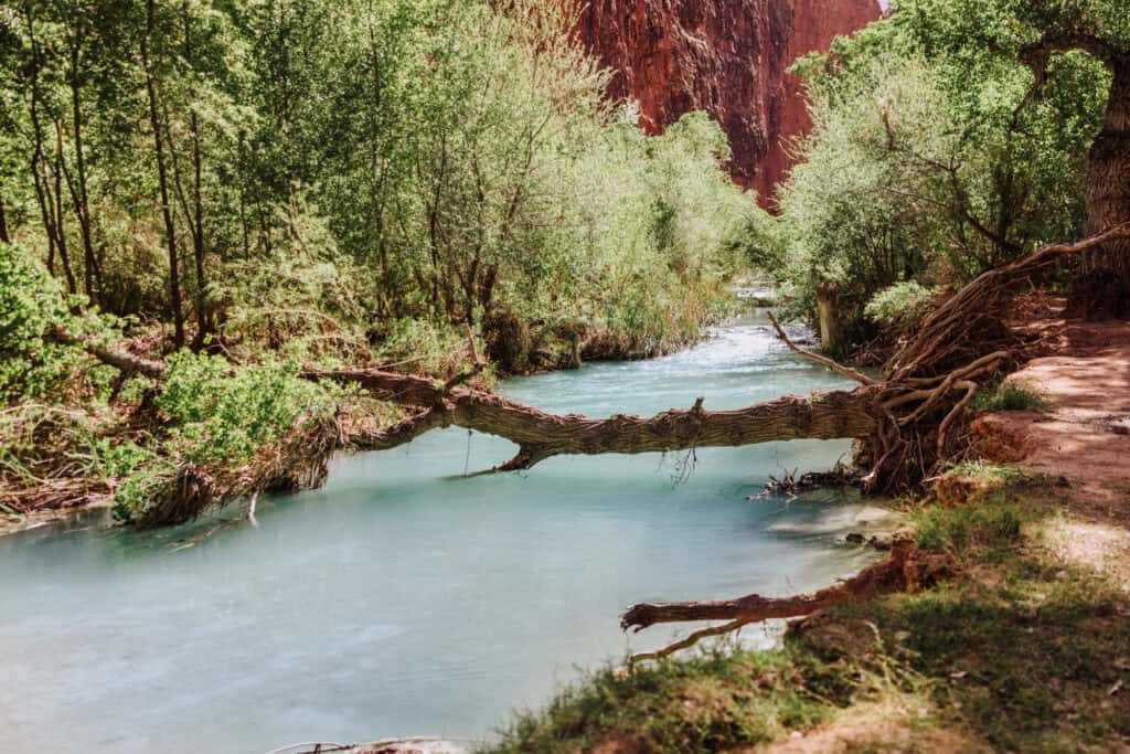 Havasu Creek's blue water near Havasupai Falls