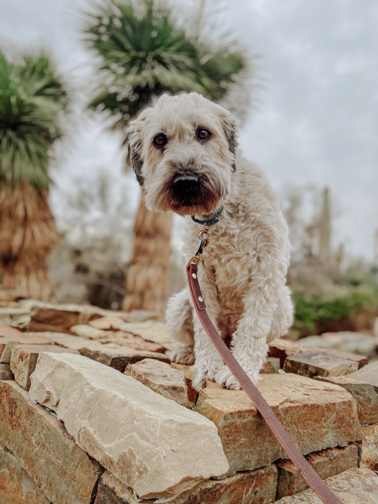 A dog on a leash at the Grand Canyon