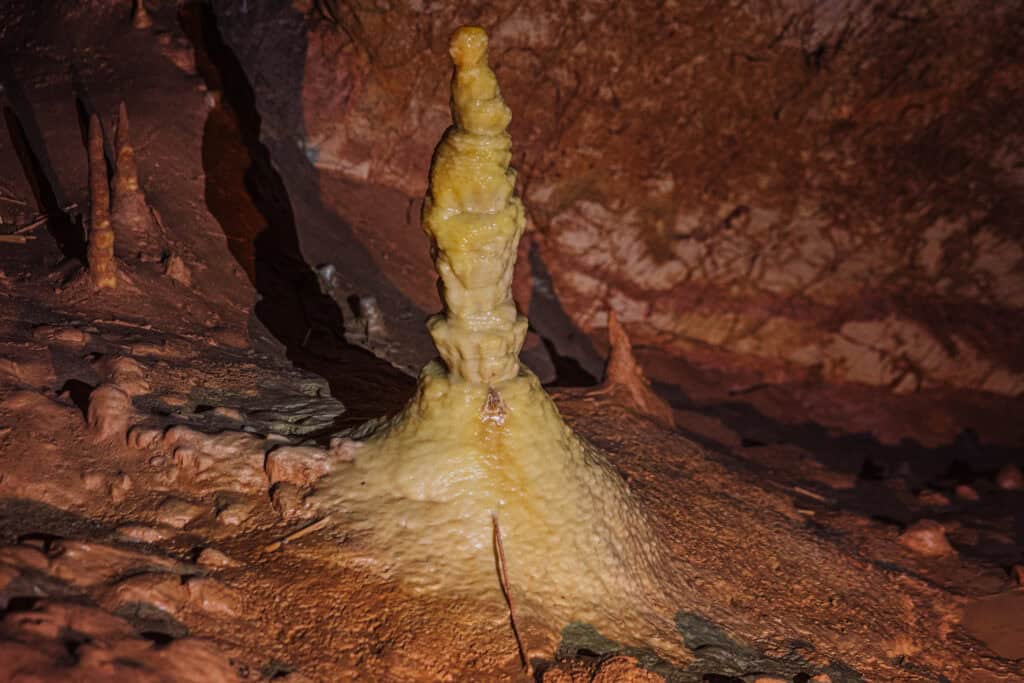 Bat in Kartchner Caverns