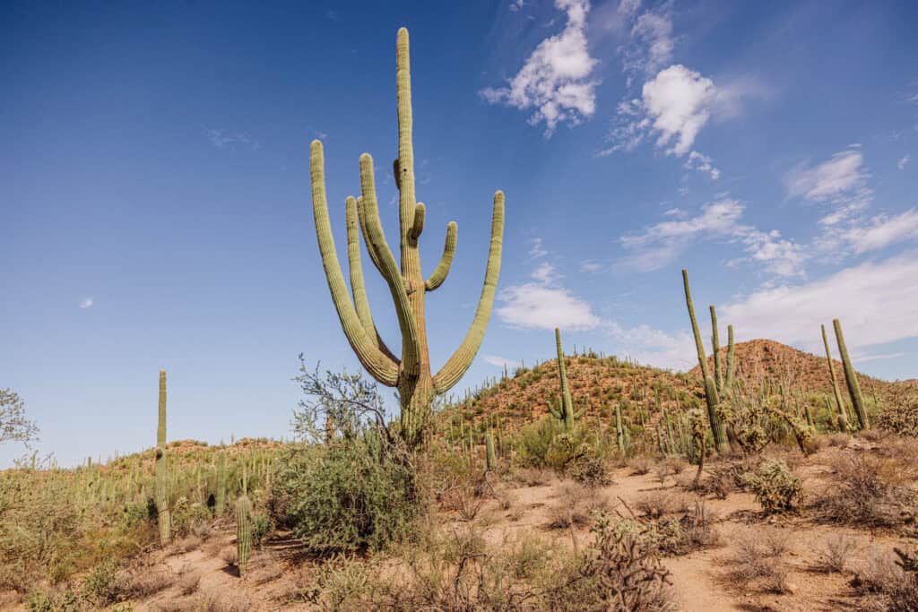 a saguaro cactus in arizona