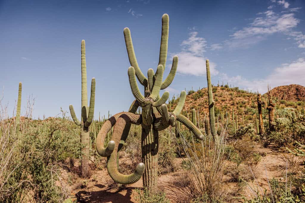 A giant saguaro cactus in Arizona