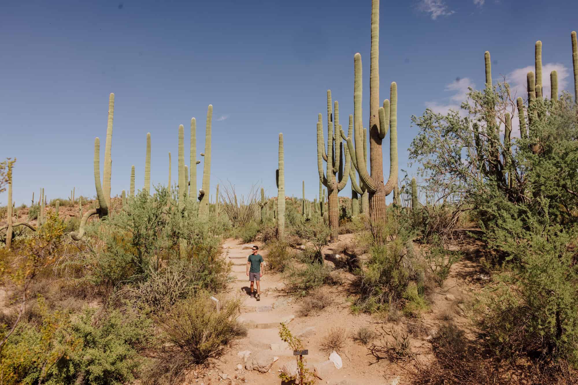 Saguaro National Park