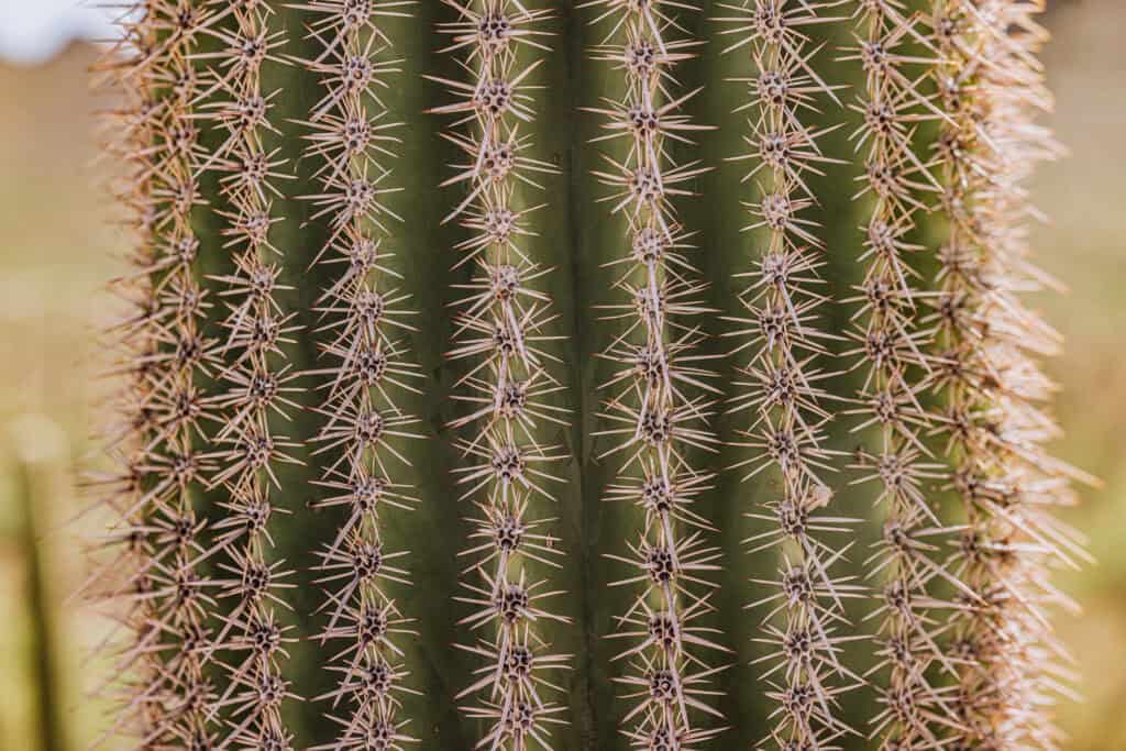 Saguaro cactus needles