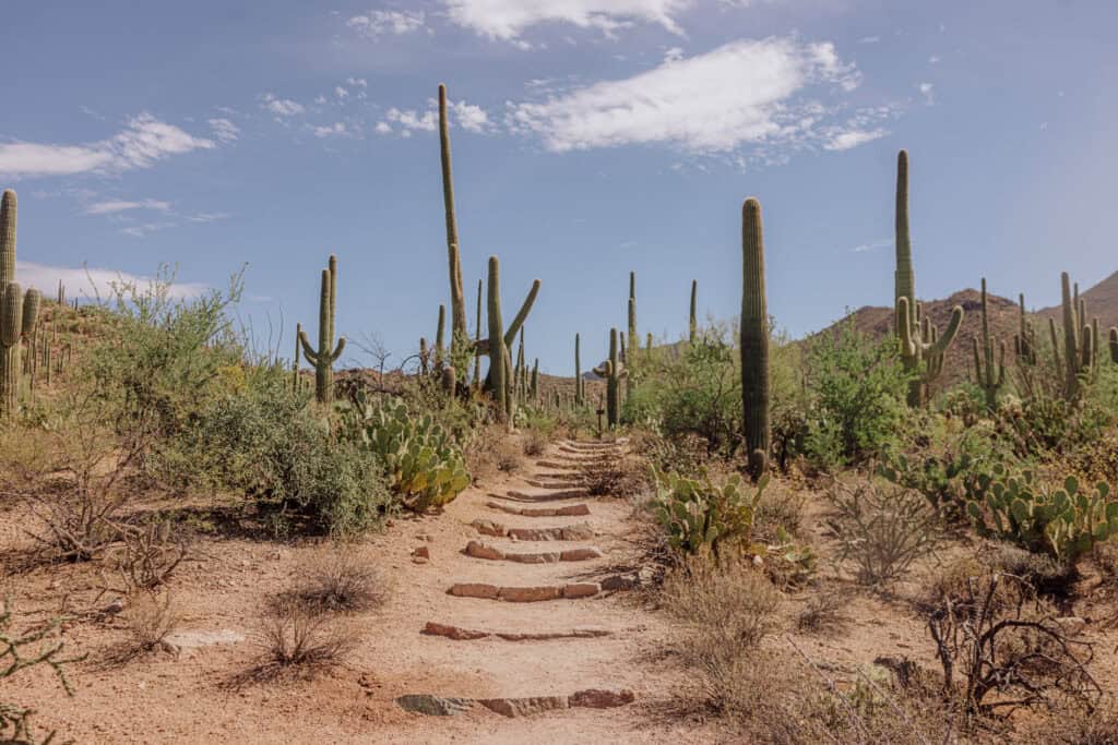 The Valley View Overlook Trail at Saguaro National Park