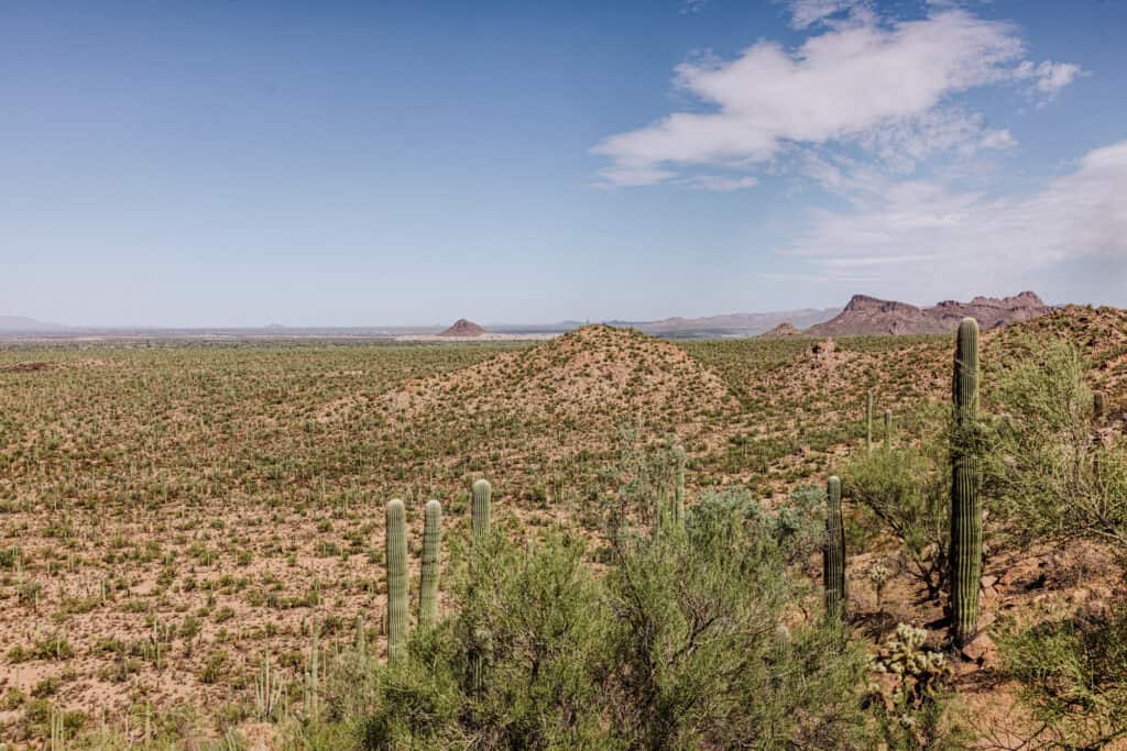 Valley View Overlook Trail at Saguaro National Park