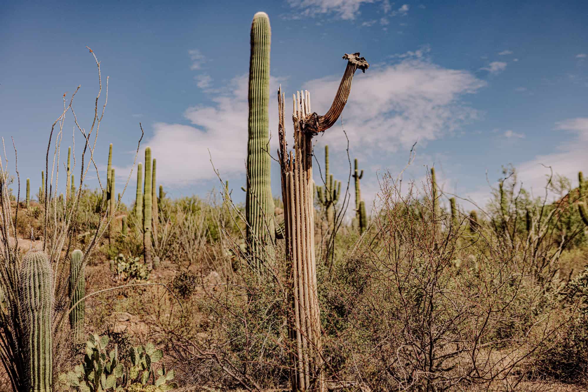 Dead saguaro cactus