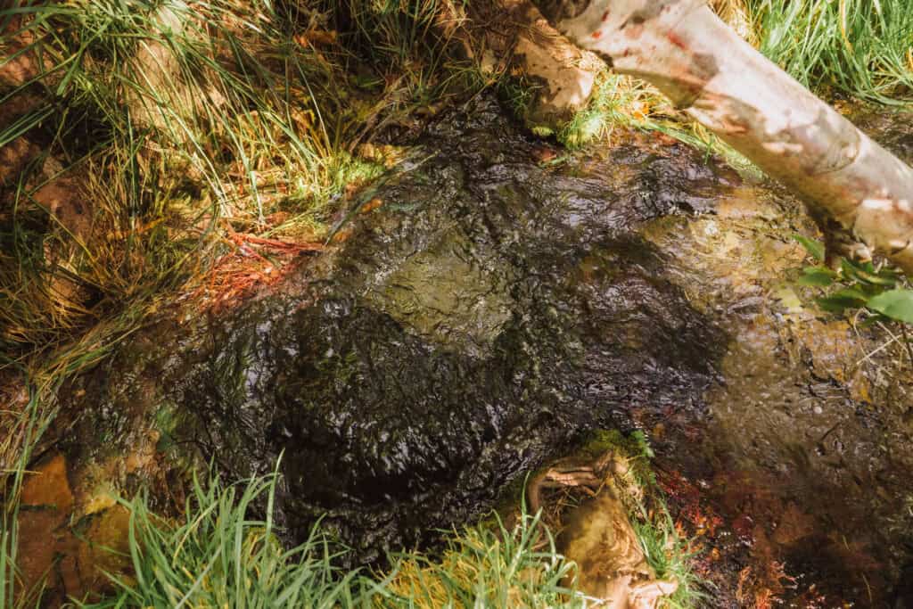 Fossil Spring, which feeds Fossil Creek in Arizona