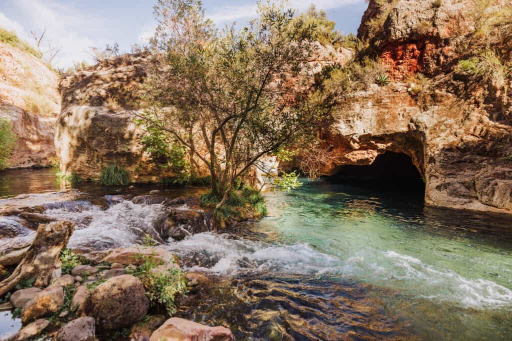 Trees growing in Fossil Creek