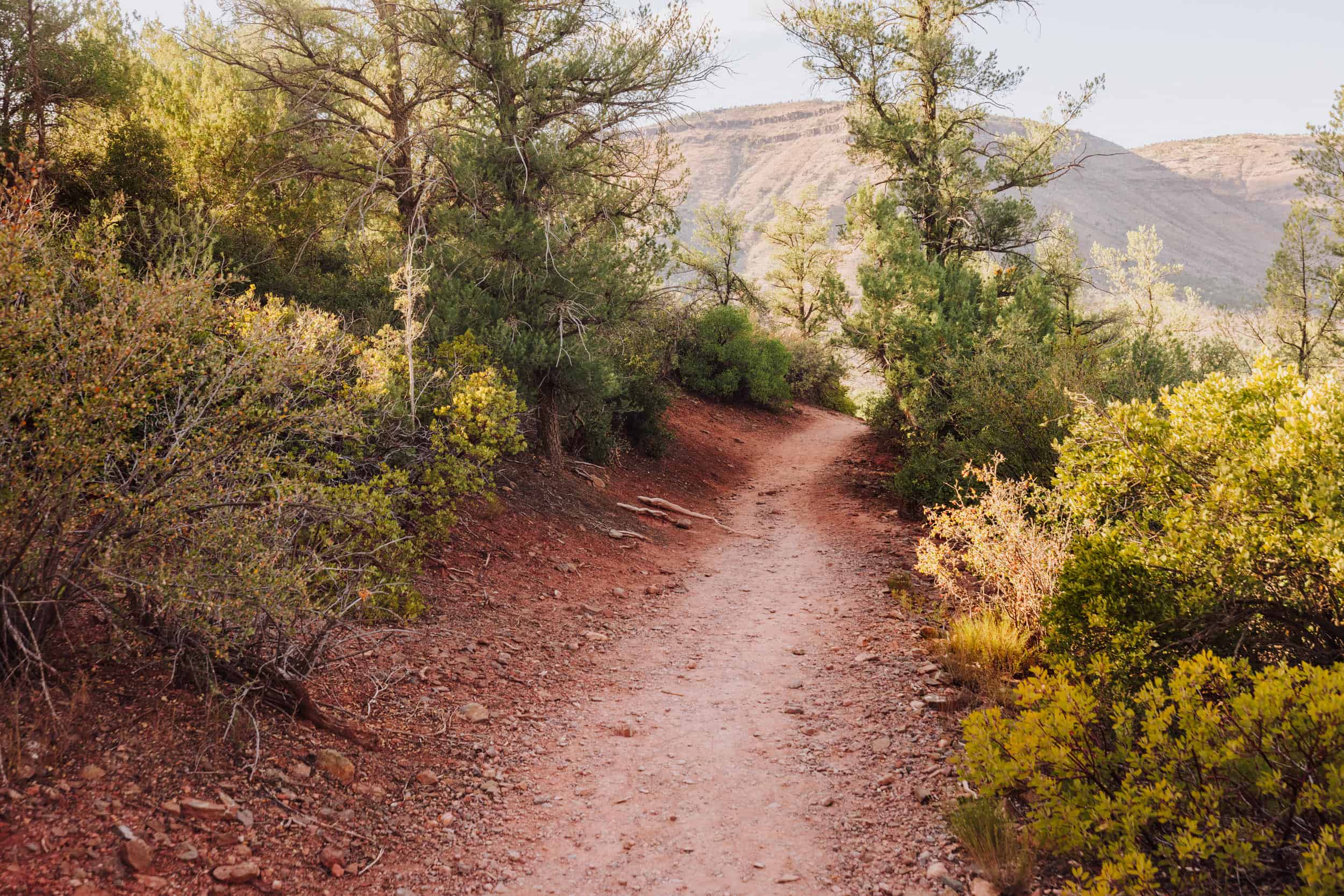 The Bob Bear Trail