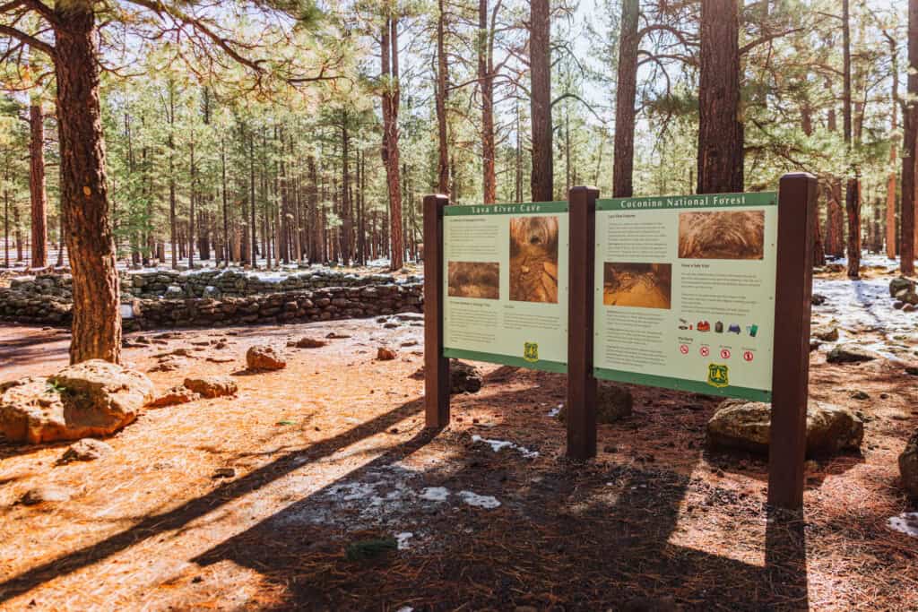 The Ponderosa Pine forest around the entrance to the Lava River Cave near Flagstaff