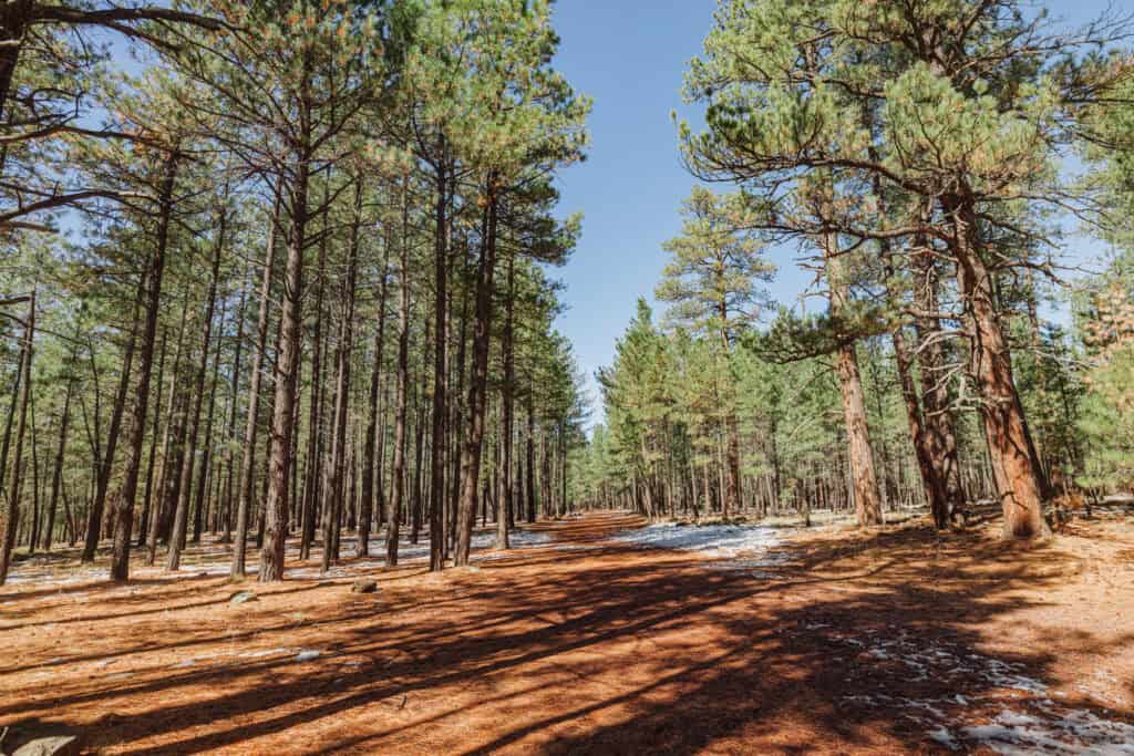 The US Forest Service road in the Coconino National Forest which leads to the lava tube