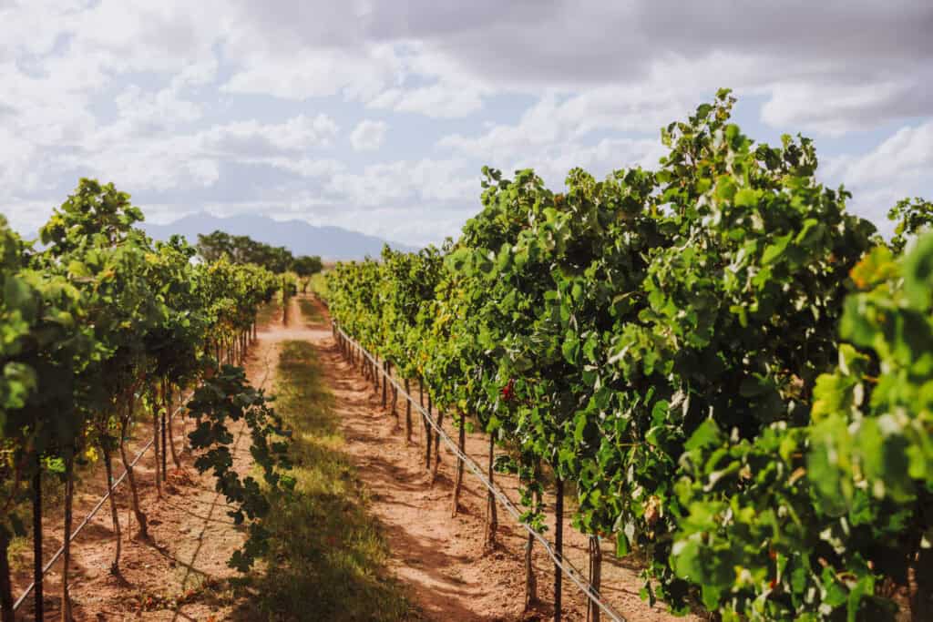 Los Milics Vineyards in Arizona's Wine Region