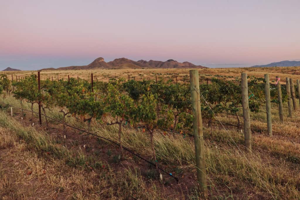 A vineyard near Sonoita and Elgin, Arizona's wine region