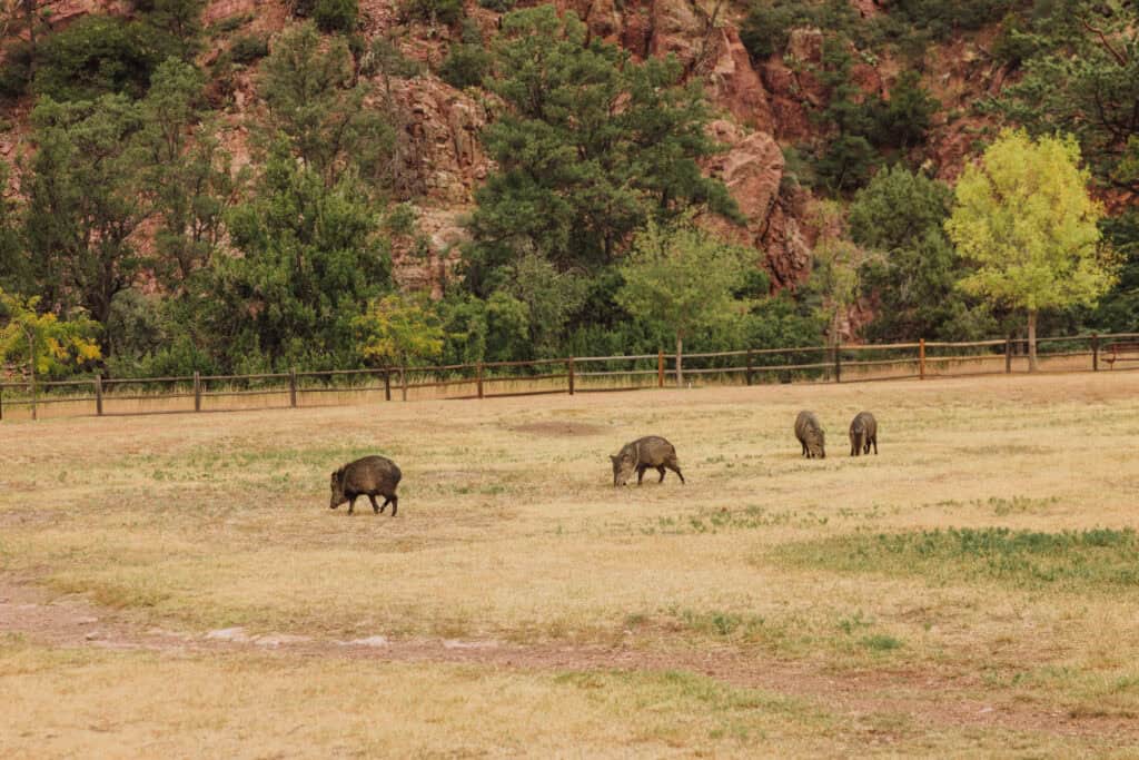 Javelinas grazing at Tonto Natural Bridge State Park near Payson, AZ