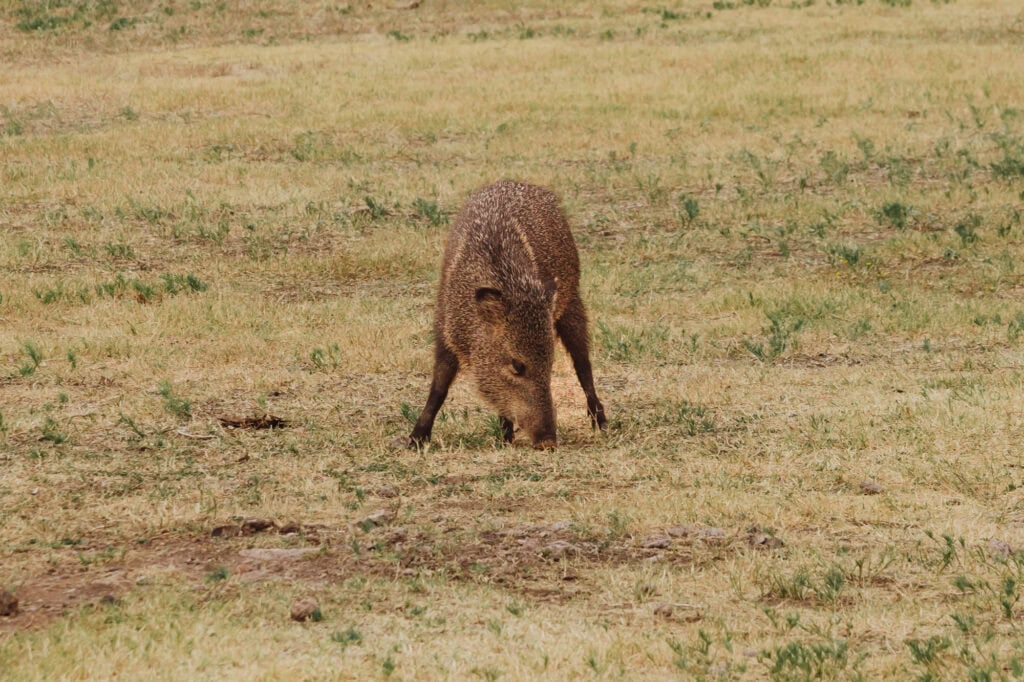 A javelina at Tonto Natural Bridge